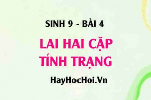 Lai hai cặp tính trạng là gì? Thế nào là lai hai cặp tính trạng? Sơ đồ lai hai cặp tính trạng của Menđen - Sinh 9 bài 4